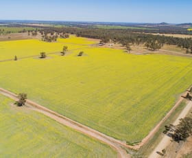 Rural / Farming commercial property sold at 885 Baldwins Road Temora NSW 2666