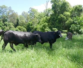 Rural / Farming commercial property sold at 1023 Iron Pot Creek Road Kyogle NSW 2474