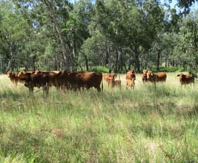 Rural / Farming commercial property sold at 2519 ACRES GRAZING PROPERTY Dulacca QLD 4425 Rural / Farming commercial property sold at 2519 ACRES GRAZING PROPERTY Dulacca QLD 4425