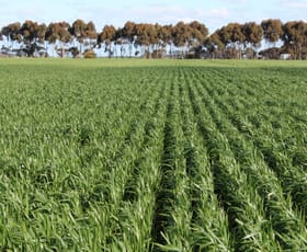 Rural / Farming commercial property sold at Lismore-Pittong Road Mount Bute VIC 3324