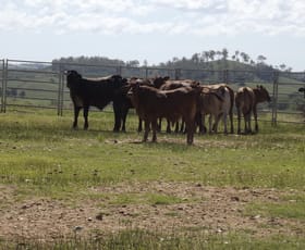 Rural / Farming commercial property sold at Horse Camp QLD 4671