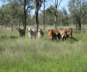 Rural / Farming commercial property sold at AUCTION "IRONBARK 2" - 405 ACRES Kaimkillenbun QLD 4406 Rural / Farming commercial property sold at AUCTION "IRONBARK 2" - 405 ACRES Kaimkillenbun QLD 4406