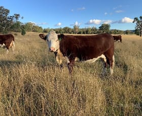 Rural / Farming commercial property sold at 260 Dilladerry Rd Tomingley NSW 2869