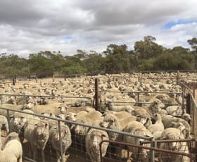 Rural / Farming commercial property sold at 101 Mayr Road Sandalwood SA 5309 Rural / Farming commercial property sold at 101 Mayr Road Sandalwood SA 5309