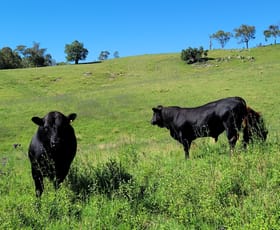 Rural / Farming commercial property for sale at 552 Neringla Road Neringla NSW 2622