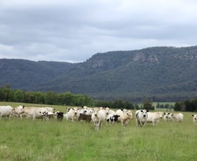Rural / Farming commercial property sold at 224 Cessnock Road Broke NSW 2330