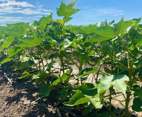 Rural / Farming commercial property sold at 207 Myalla Lane Wee Waa NSW 2388