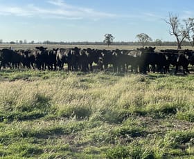 Rural / Farming commercial property sold at 1036 Emby Rd Coonamble NSW 2829