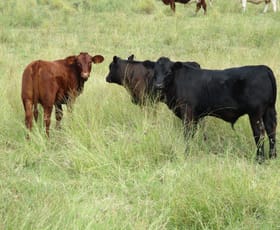 Rural / Farming commercial property sold at 1017 ACRES CATTLE GRAZING Jandowae QLD 4410 Rural / Farming commercial property sold at 1017 ACRES CATTLE GRAZING Jandowae QLD 4410