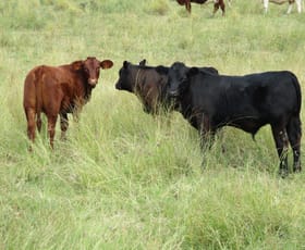 Rural / Farming commercial property sold at 1017 ACRES CATTLE GRAZING Jandowae QLD 4410
