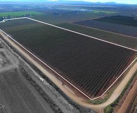 Rural / Farming commercial property for sale at 329 & 391 Rossetto Road Bilbul NSW 2680
