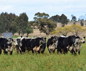 Rural / Farming commercial property sold at 'Whitewood Acres' Whitewood Road Dubbo NSW 2830