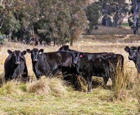 Rural / Farming commercial property sold at Bellevue Downs Nowendoc Road Niangala NSW 2354