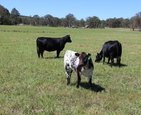 Rural / Farming commercial property sold at 1 Barlows Gate Acacia Creek NSW 2476