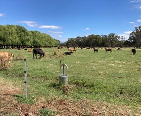 Rural / Farming commercial property for sale at 74 Island School Road Gunbower VIC 3566