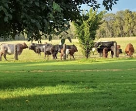 Rural / Farming commercial property for sale at 3046 Baradine road Coonabarabran NSW 2357