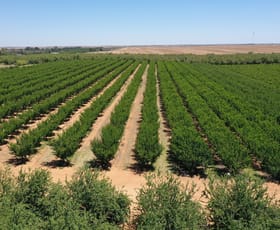 Rural / Farming commercial property for sale at Lot 54 Newton Road Loxton SA 5333