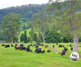 Rural / Farming commercial property for sale at 807 Tunglebung Road - Tunglebung Casino NSW 2470