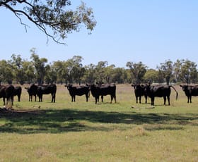 Rural / Farming commercial property for sale at 93 Old Pilliga Road Wee Waa NSW 2388