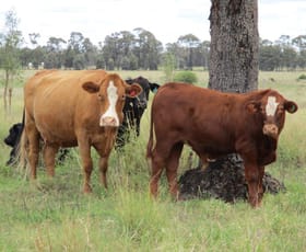 Rural / Farming commercial property sold at 820 ACRES CATTLE GRAZING Jandowae QLD 4410