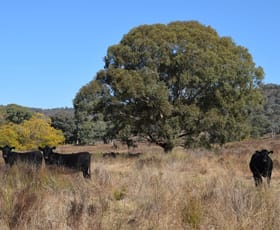 Rural / Farming commercial property sold at 'The Spring' Mountain Valley Road Wellington NSW 2820