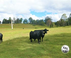 Rural / Farming commercial property for sale at 425 Old Dyraaba Road Casino NSW 2470