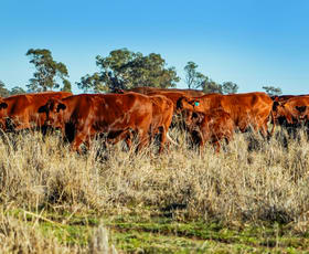 Rural / Farming commercial property sold at 'Belmont' 1583 Tantitha Road Narromine NSW 2821