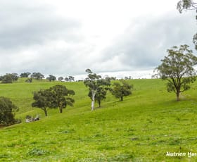 Rural / Farming commercial property for sale at Lot 1 Odwyers Road Forbes VIC 3764