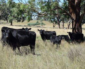 Rural / Farming commercial property for sale at 3158 Baldersleigh Road Guyra NSW 2365