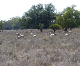 Rural / Farming commercial property sold at Part Belah, Colane Road Nyngan NSW 2825