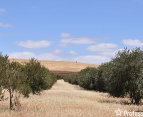 Rural / Farming commercial property sold at Section 426 Worlds End Highway Eudunda SA 5374