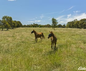 Rural / Farming commercial property sold at 806 Aerodrome Road Avenel VIC 3664