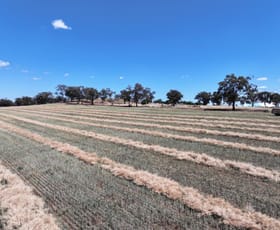 Rural / Farming commercial property for sale at 4545 Old Cootamundra Rd Temora NSW 2666