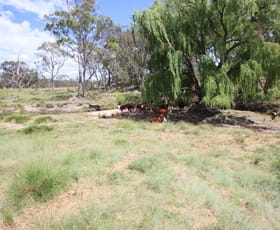 Rural / Farming commercial property for sale at 335 Washpool Creek Road Tenterfield NSW 2372