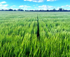 Rural / Farming commercial property for sale at 635 Curries Lane Milbrulong NSW 2656