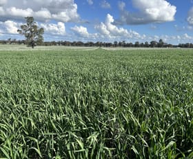 Rural / Farming commercial property for sale at 635 Curries Lane Milbrulong NSW 2656