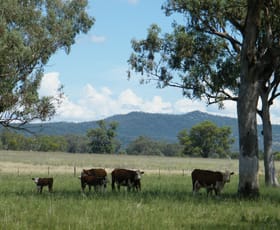 Rural / Farming commercial property sold at 528 Werris Creek Road Quirindi NSW 2343