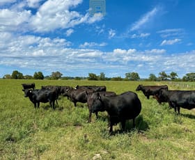 Rural / Farming commercial property sold at 3953 Warrumbungles Way Binnaway NSW 2395