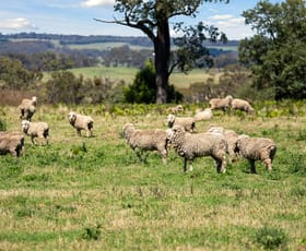 Rural / Farming commercial property for sale at 169 Boorowa Road Crookwell NSW 2583