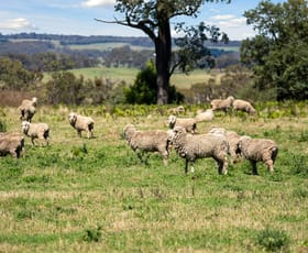 Rural / Farming commercial property sold at 169 Boorowa Road Crookwell NSW 2583