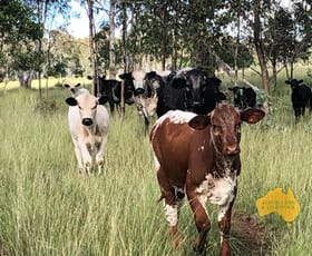Rural / Farming commercial property for sale at Yarraman QLD 4614
