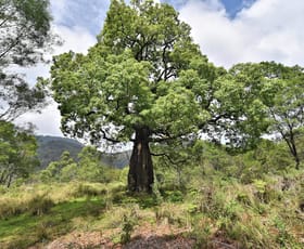 Rural / Farming commercial property for sale at 1670 Watagan Creek Road Watagan NSW 2325