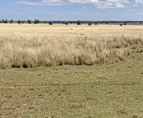 Rural / Farming commercial property for sale at 602 Eumungerie Road Narromine NSW 2821