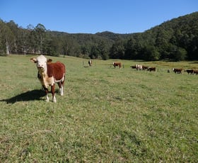 Rural / Farming commercial property for sale at 1252 Yarramalong Road Wyong Creek NSW 2259
