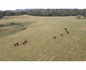 Rural / Farming commercial property for sale at 1262 Willina Road Bunyah NSW 2429