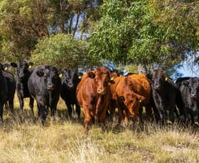 Rural / Farming commercial property sold at 547 Woodville Road, Binda Crookwell NSW 2583