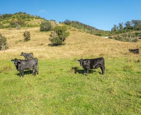 Rural / Farming commercial property for sale at 7748 Oxley Highway Mount Seaview NSW 2446