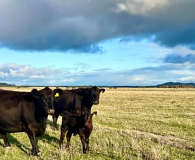 Rural / Farming commercial property sold at Castle Carey Road Mortlake VIC 3272
