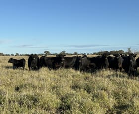 Rural / Farming commercial property sold at Sandhurst/3769 Quambone Rd Coonamble NSW 2829