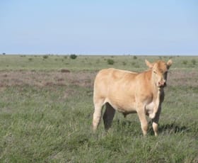 Rural / Farming commercial property sold at Arundel Road Ilfracombe QLD 4727